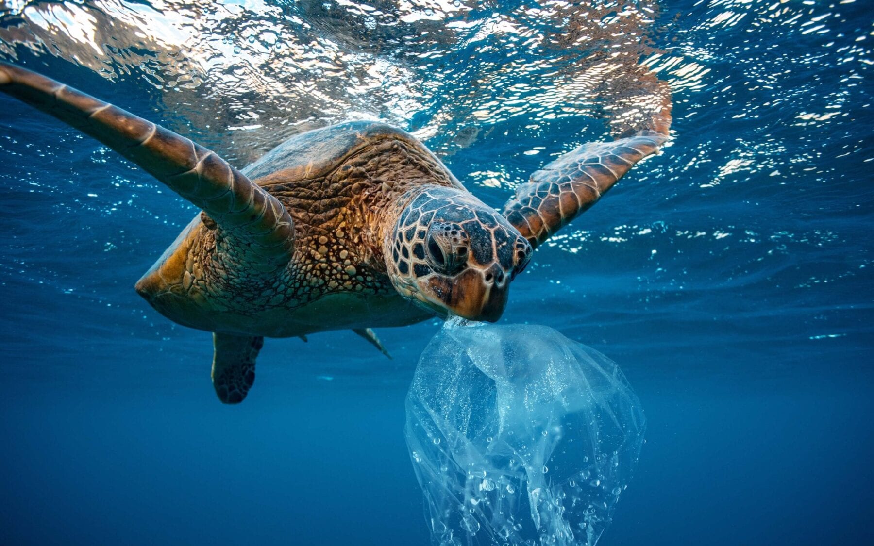 turtle with plastic bag floating in water