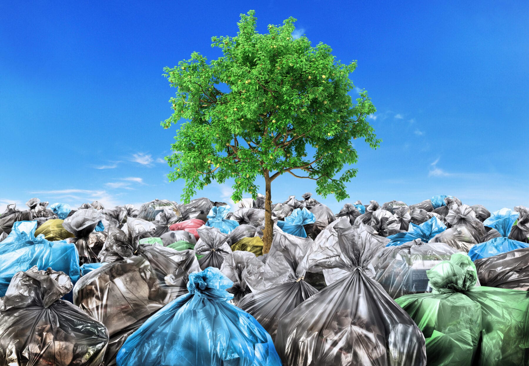 Rebirth concept. A tree grows from a pile of garbage. Recycle. Rebirth concept. A tree grows from a pile of garbage. Recycle.